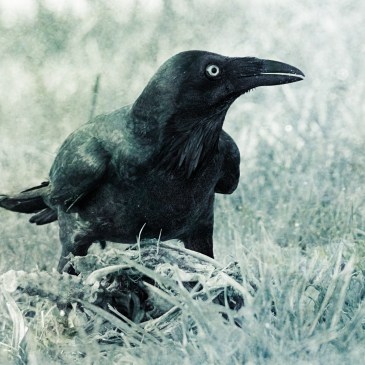 An Australian raven crouching over an animal skeleton.