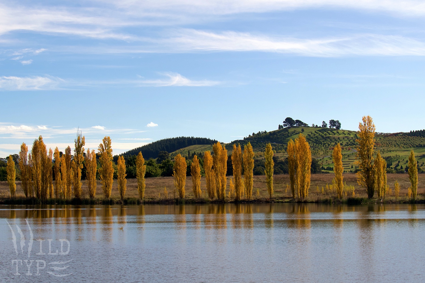 Across a still lake, slim saffron-colored trees line the opposide bank. Beyond, green hills dotted with neat patterns of trees rise against a pale blue sky.