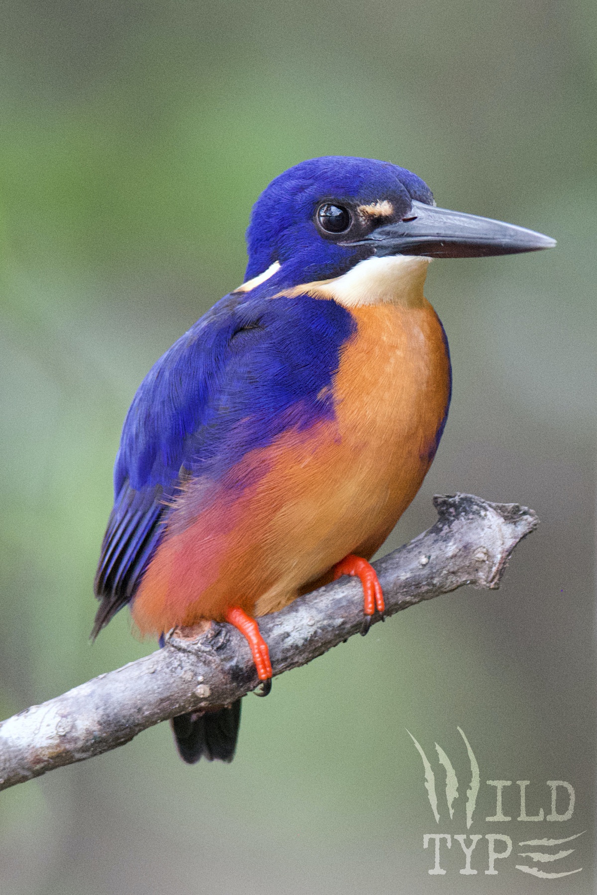 Portrait of an azure kingfisher: a bird with a cobalt head and wings, orange breast, and thick dark bill. Vermillion feet grip a stubby grey tree branch. Bokeh blurs the background into a watercolor palette of swampy greens.