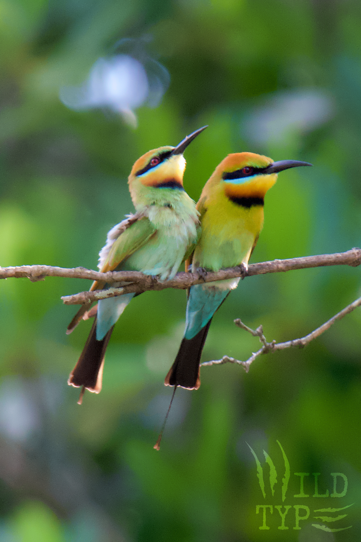 A pair of tiny, colorful rainbow bee-eater birds perch close together on a branch.