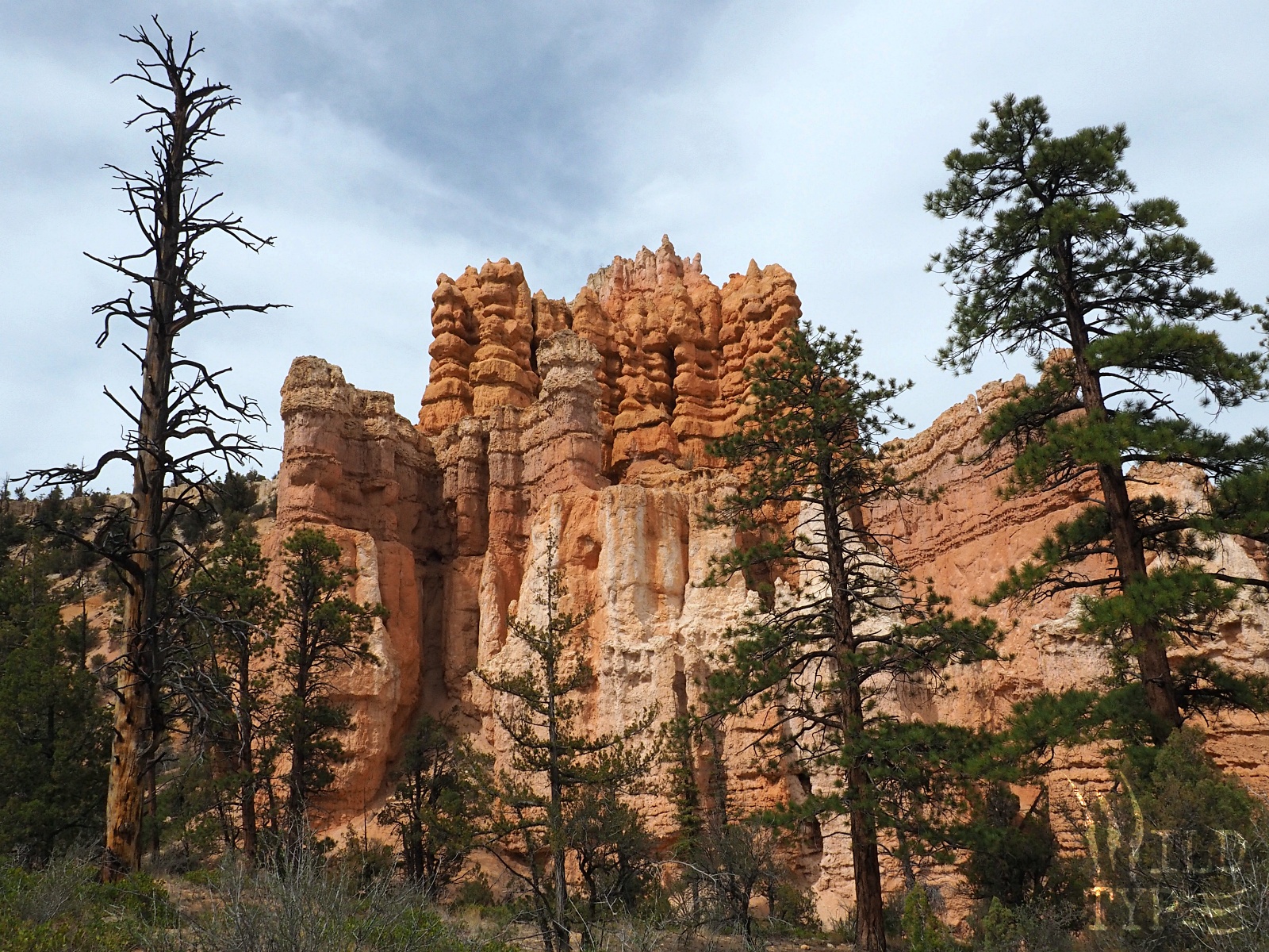 Pine trees in the foreground mirror the red and white sandstone pinnacles towering in the background.