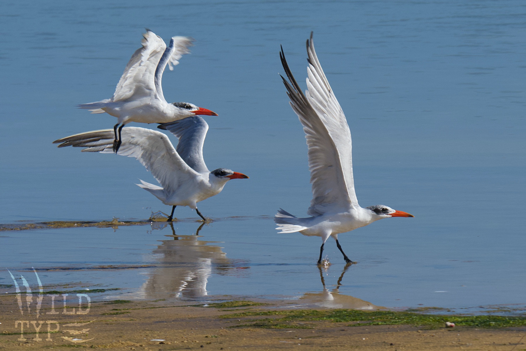 A trio of young Capsian terns take off from a shallow lake edge, displaying three different flight attitudes: wings vertical, horizontal, and folded back.