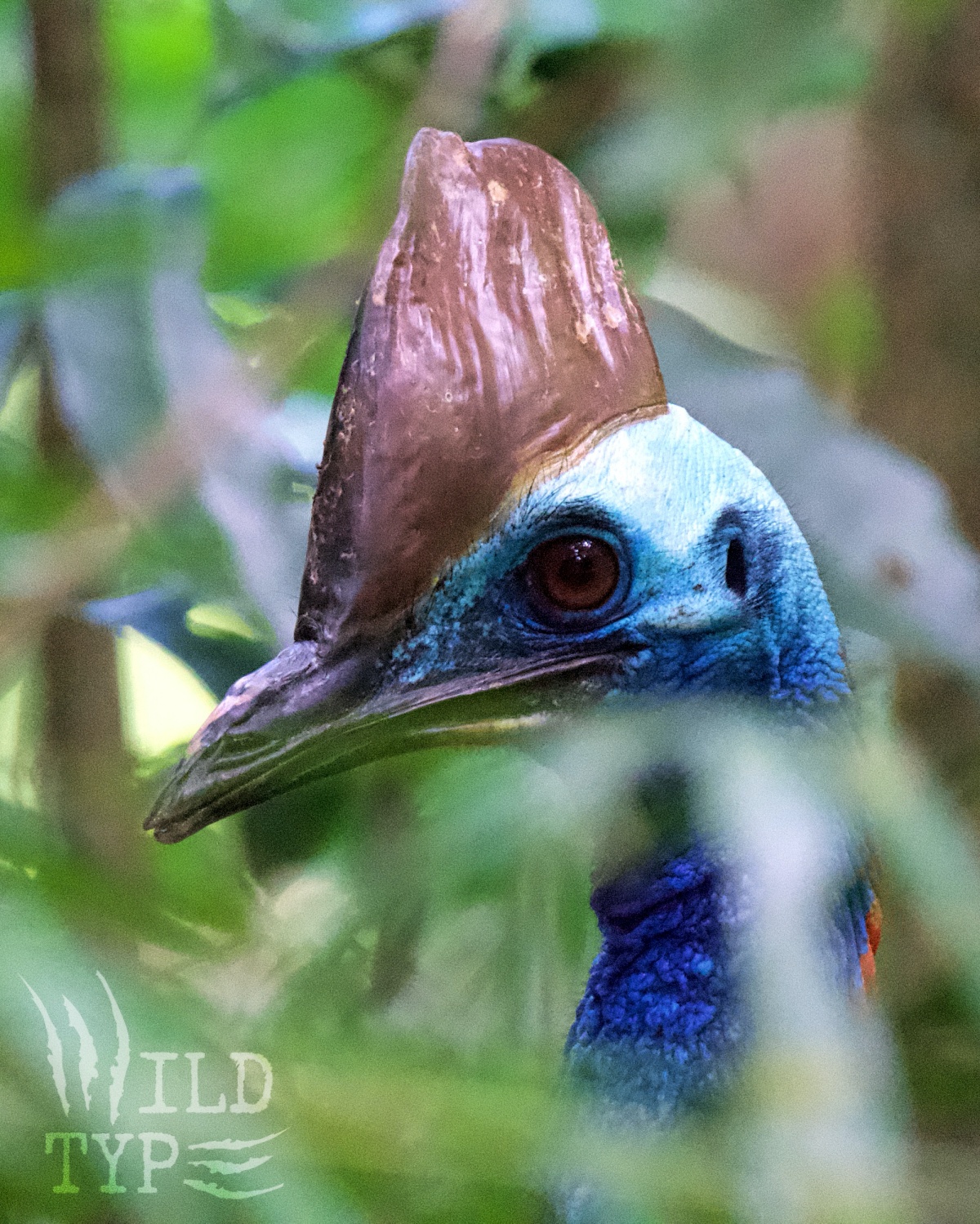 A close-up of a cassowary's face through blurred jungle foliage. An intelligenct amber eye, offset against the bird's blue facial skin, stares directly at the viewer. The bony casque gleams like a fossil, lending the creature a distinctly dinosaurian aspect.