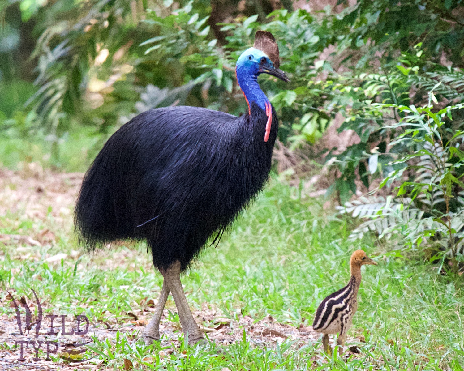 An adult cassowary strolls along a jungle verge, shepherding his tawny striped chick ahead of him.