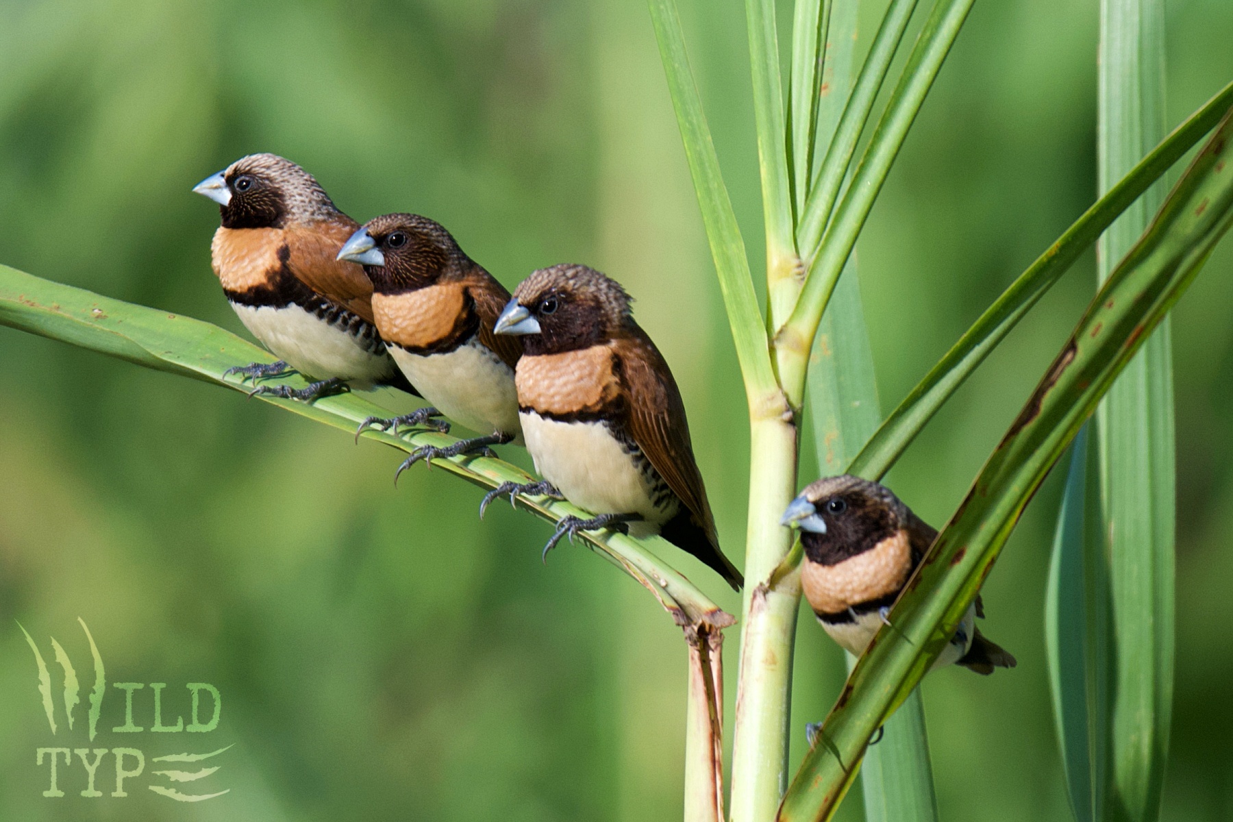 Four chestnut-breasted manakins perch in a row on a sugarcane stalk.
