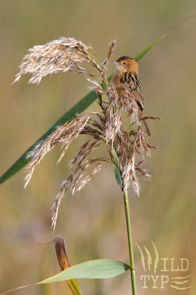 A tiny golden-headed cisticola perches in the tawny fluff atop a stalk of grass.
