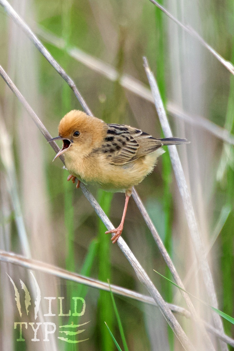 A small, tawny cisticola bird perches on a dried grass stem, beak open to call.