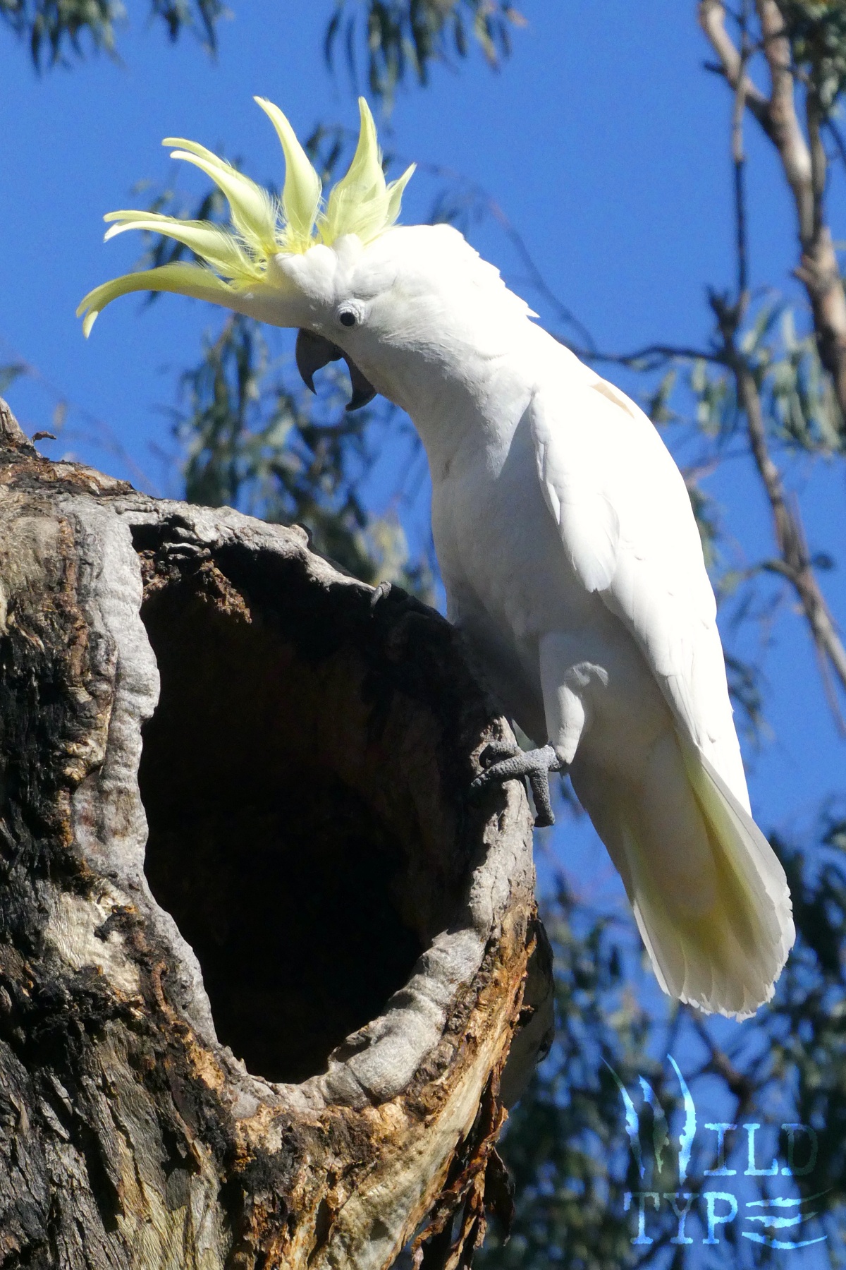 A sulfur-crested cockatoo, crest fully erect, perches on the edge of a tree cavity. It stares into the hole, beak agape as if yelling into the hollow.