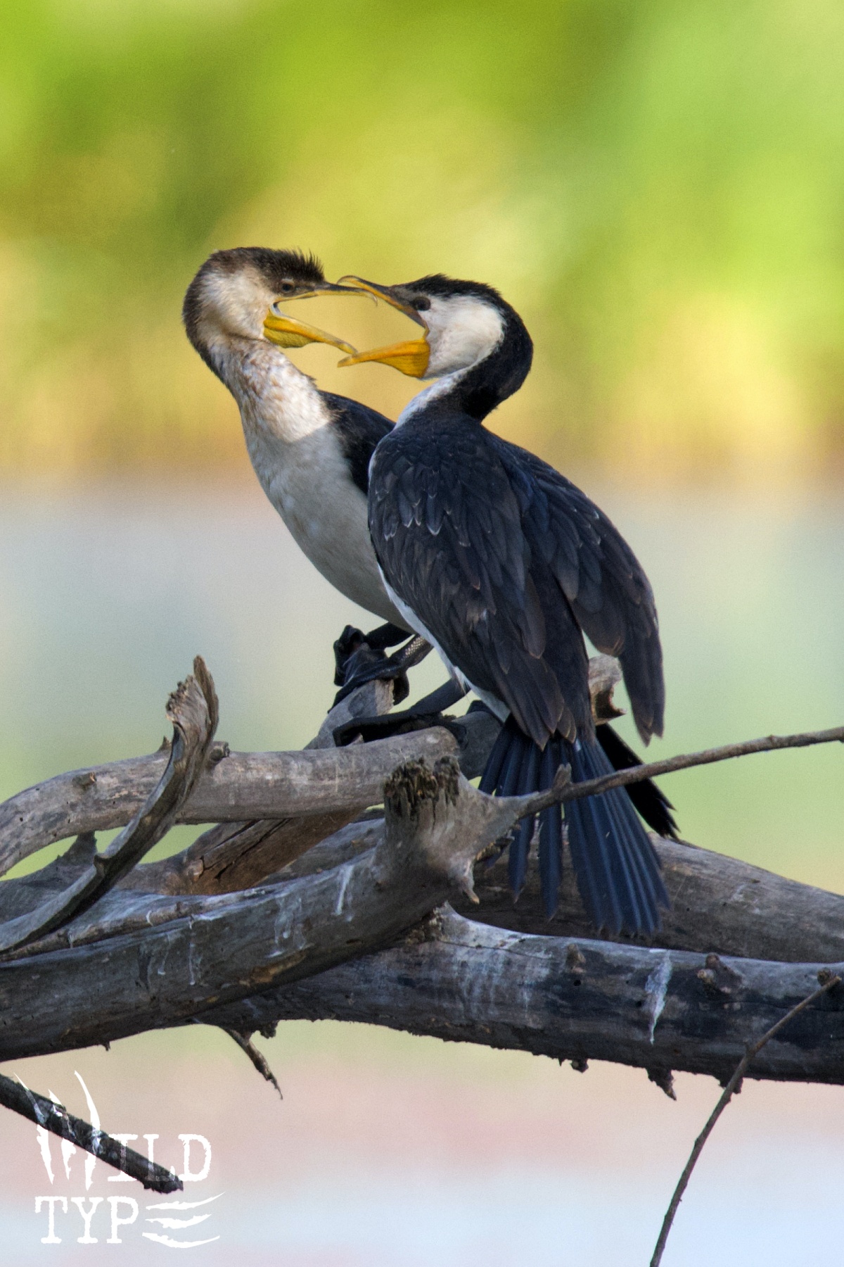 A pair of pied cormorants face one another on a log streaked with guano. Poised in a bickering attitude, their beaks almost interlock.
