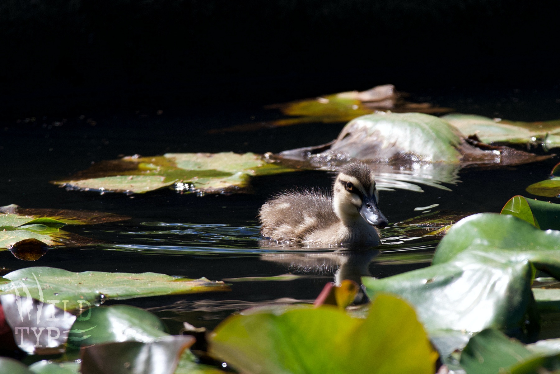 A lone duckling carves ripples through green lilypads. Strong lighting makes the water look black, almost as if the tiny bird were moving through deep space.
