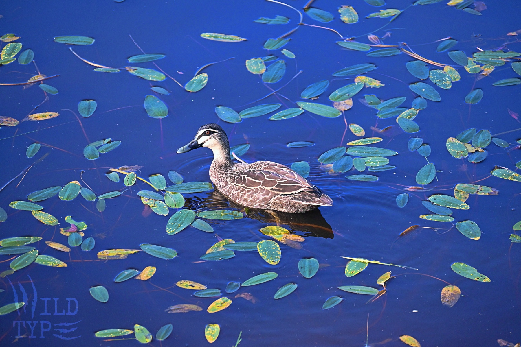 A Pacific black duck drifts on vivid sapphire water strewn with green and yellow leaves.