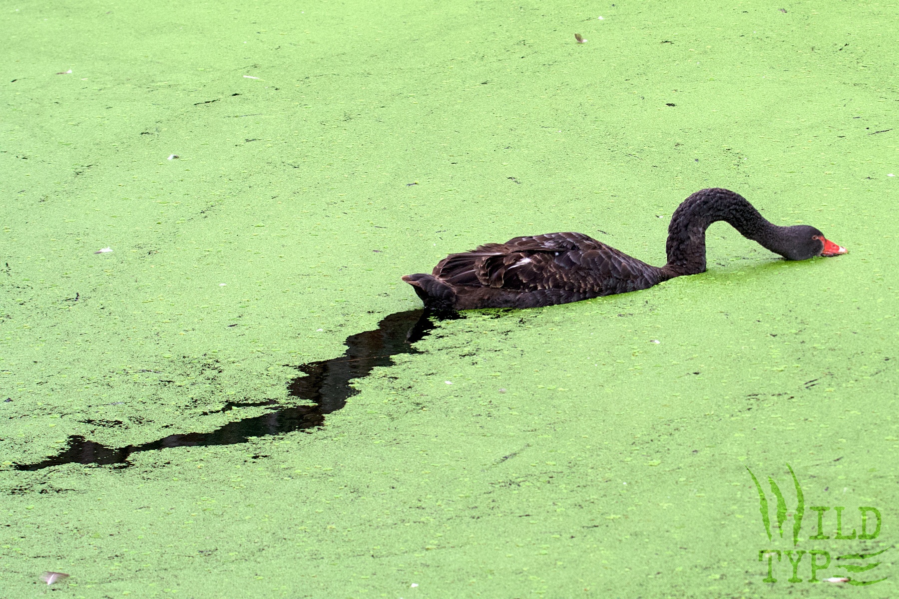 A black swan dabbles through a pea-green mat of duckweed that fills the frame. Its wake leaves a squiggly black inkstroke of cleared water.