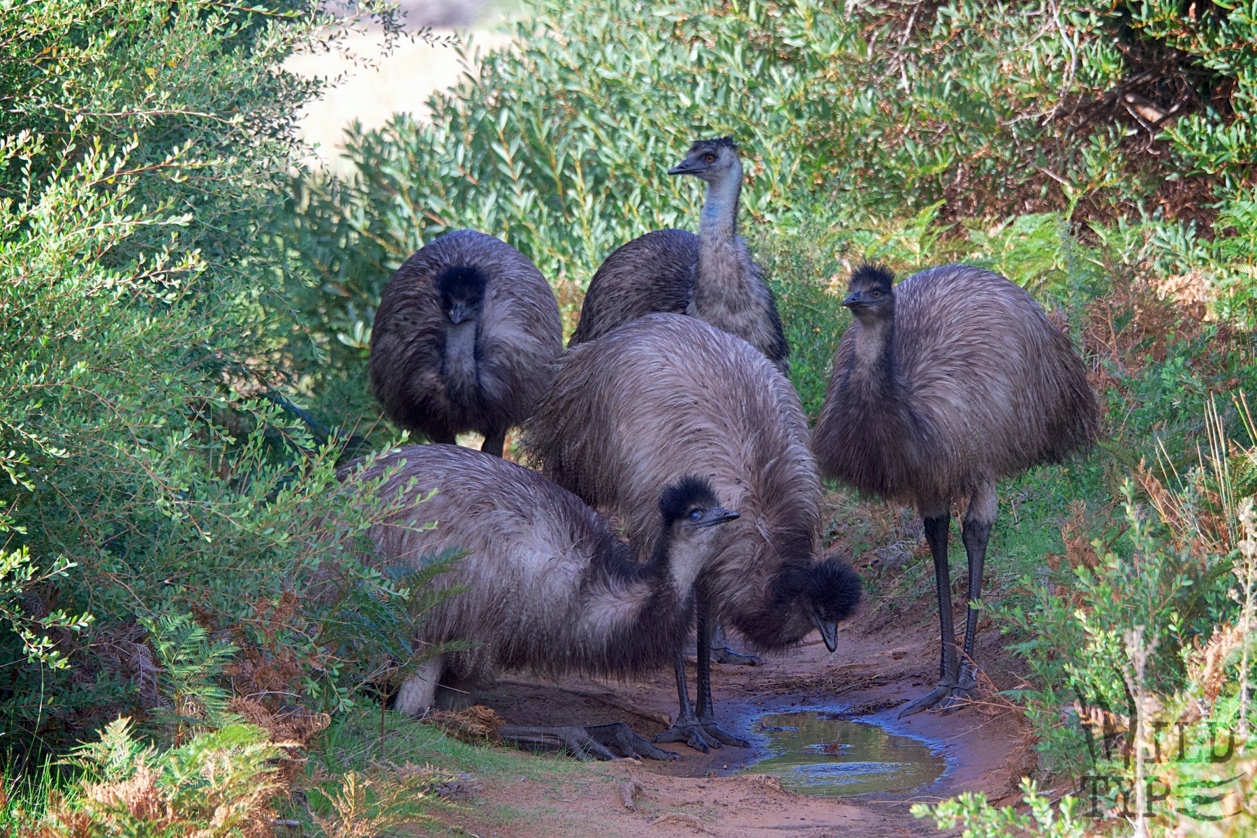 Five juvenile emus crowd around a puddle on a dirt track. Two lower themselves to drink, while the other three wait for access. Shrubbery frames the scene.