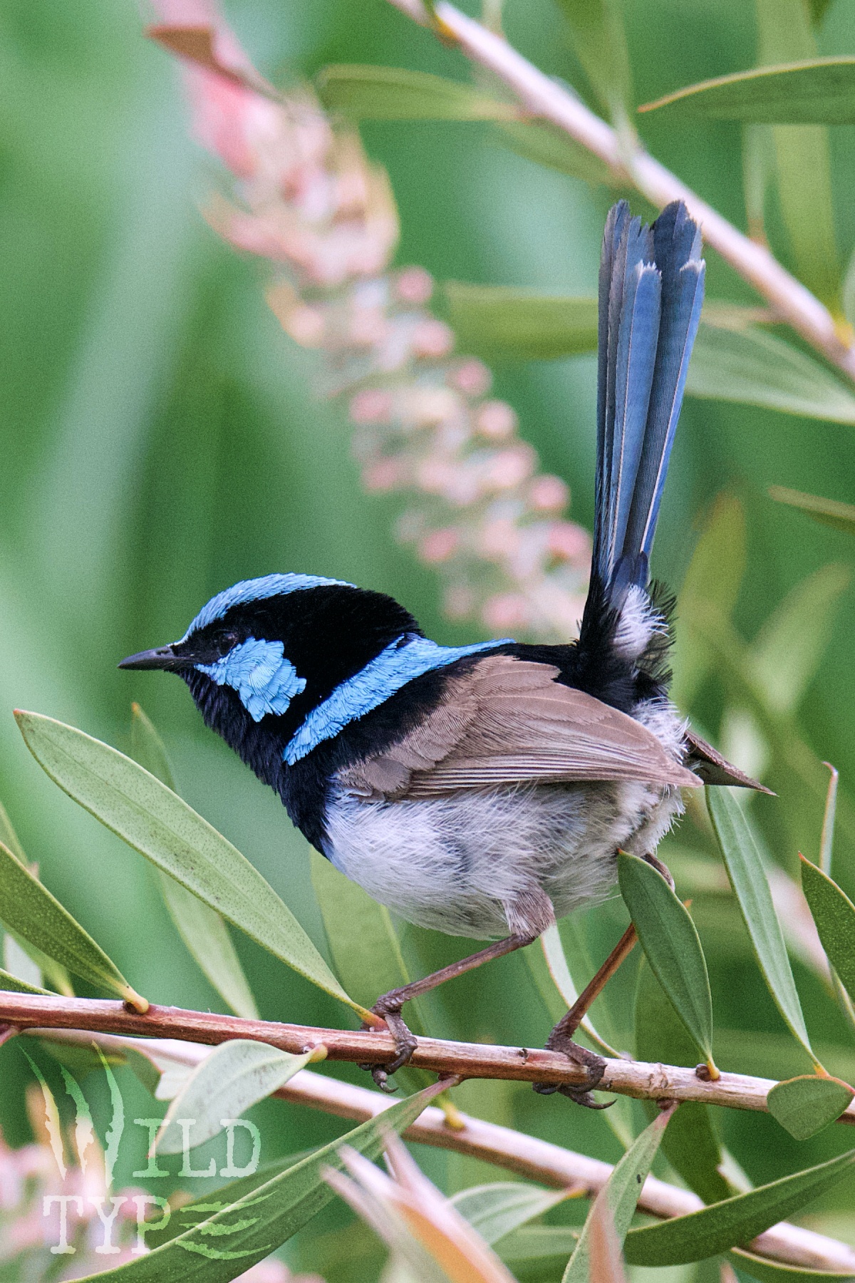 A male splendid fairy-wren stands in profile on a leafy twig, tail upright and blue facial feathers aglitter. A blurred, conical flower in the background offsets the vertical angle of the bird's tail.