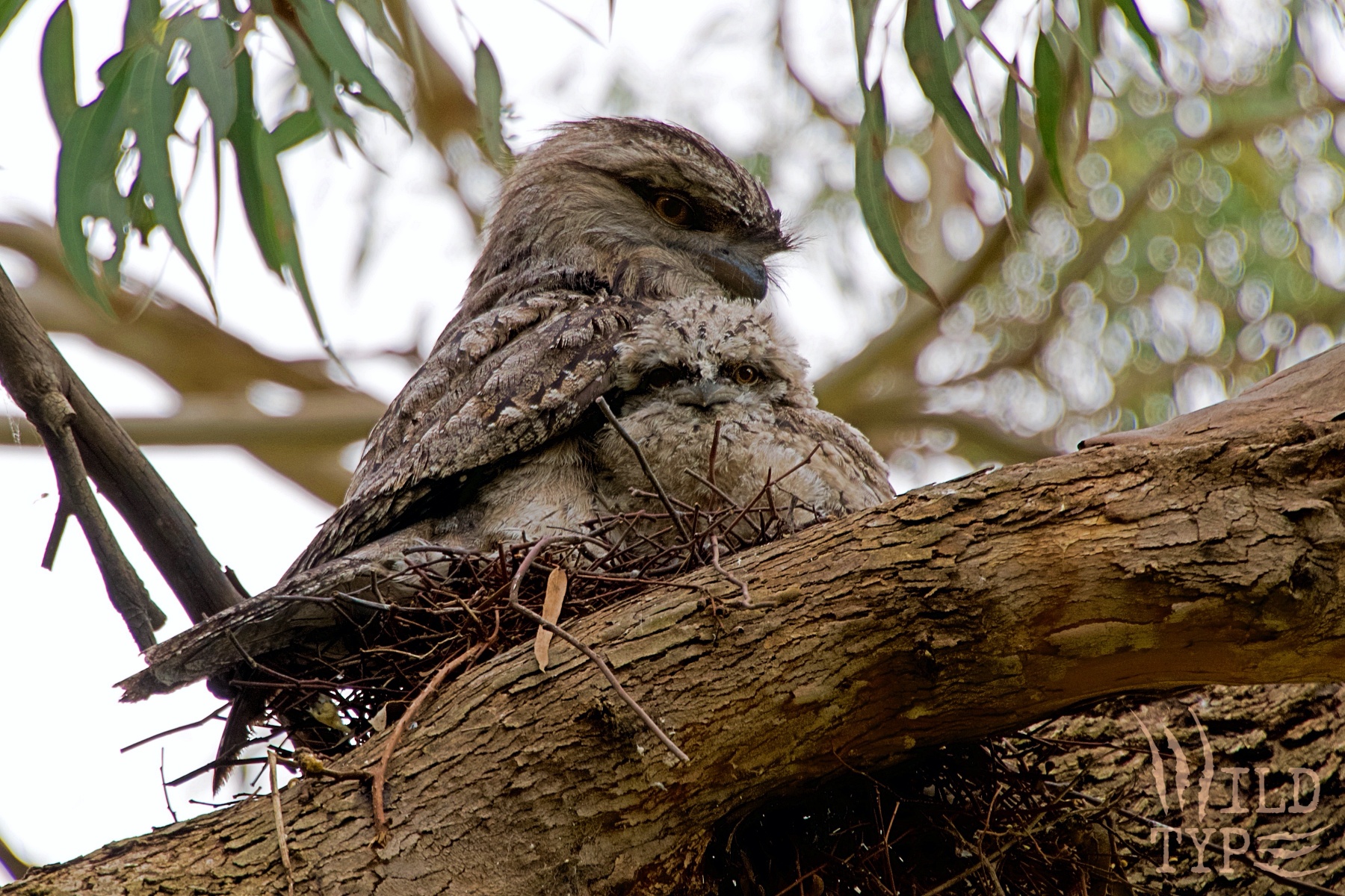 A tawny frogmouth and its fluffy chick, snuggled in their simple stick nest in a eucalyptus tree.