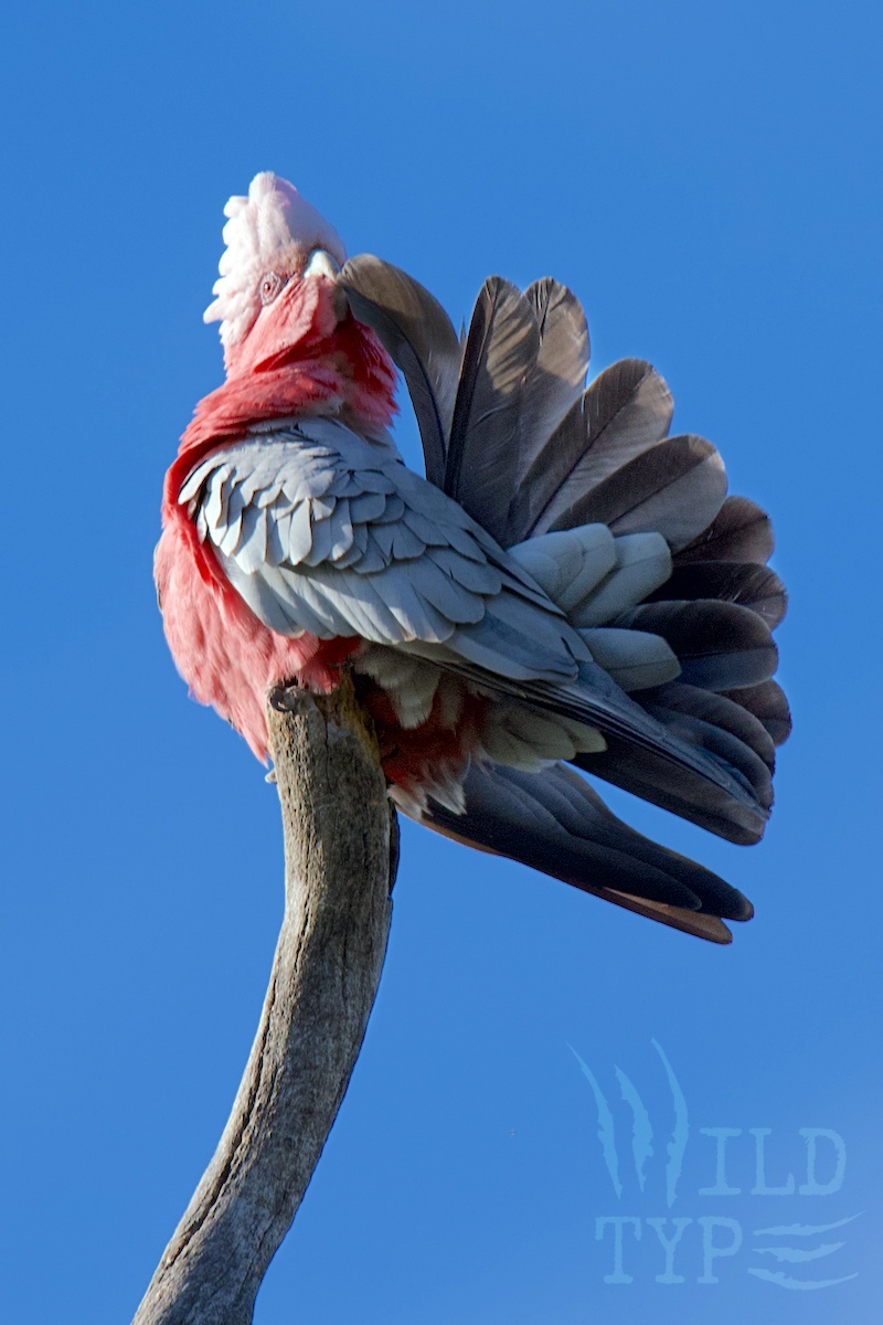 A galah perches atop a snag, using its beak to zip a feather from its fanned tail. The bird's pink and grey plumage stands out bold against a rich blue sky.