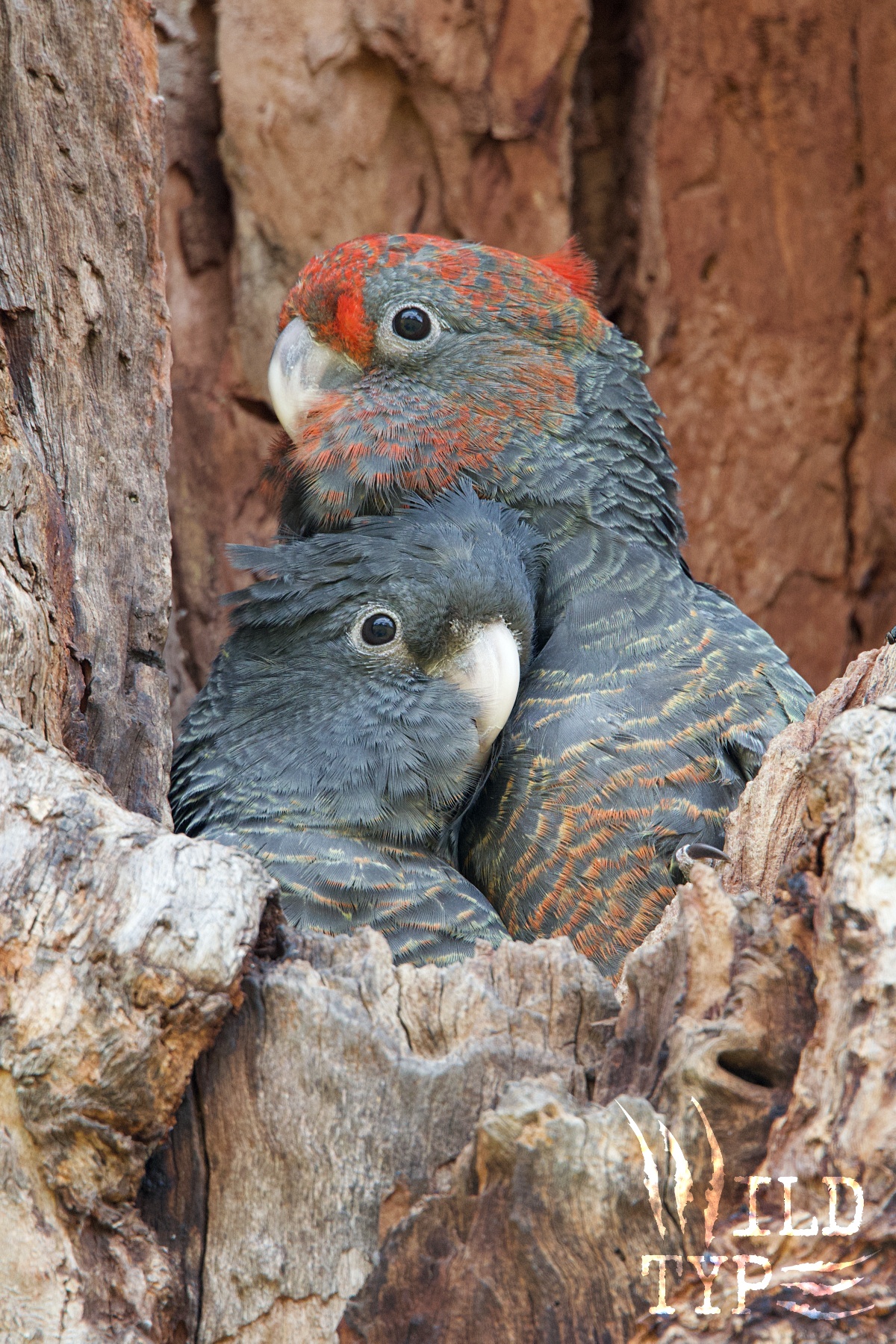 Gang-gang cockatoo siblings--the sister with her head tucked beneath her brother's chin--peer from their nest cavity.
