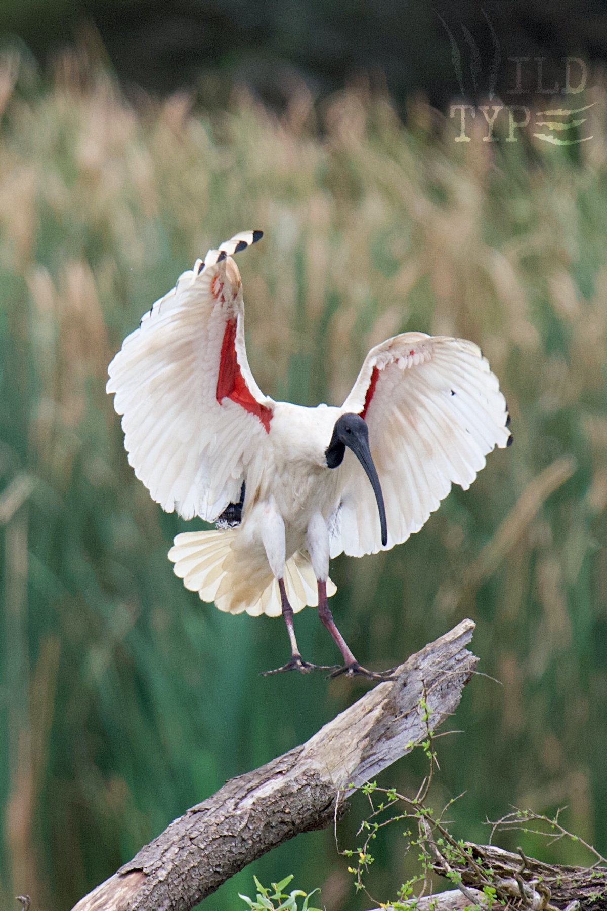 An Australian ibis prepared to land on a log, white wings spread wide to reveal the scarlet stripes along the inner wing bone.