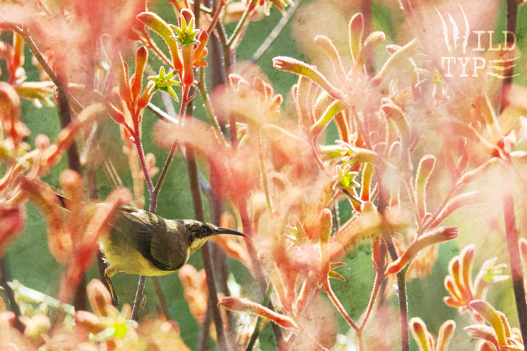 Amid a coral-colored profusion of kangaroo paw flowers--blurred and transparent in the foreground, sharper and haloed with backlight in the midfield--an eastern spinebill bird perches on an upright stem.