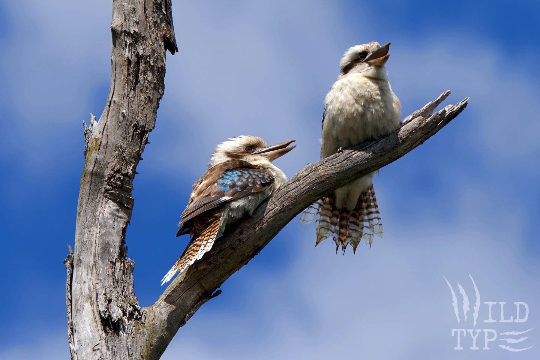 A pair of kookaburras sits on a broken tree branch, against a cloud-dappled blue sky. One has its back to the viewer, showcasing azure accent feathers as it looks toward its companion. The second faces forward, fanned tail almost transparent and beak open in a laughing call.