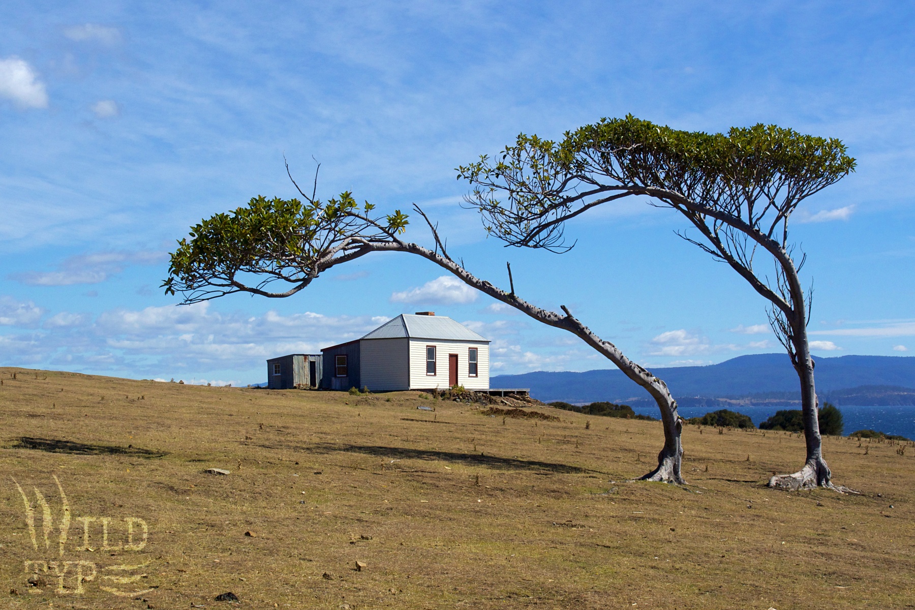 A pair of sparse, wind-bent trees lean over a stark cottage that sits on a slope of ochre grass and stones. Distand blue mountains edge a paler blue sky, streaked with white clouds.