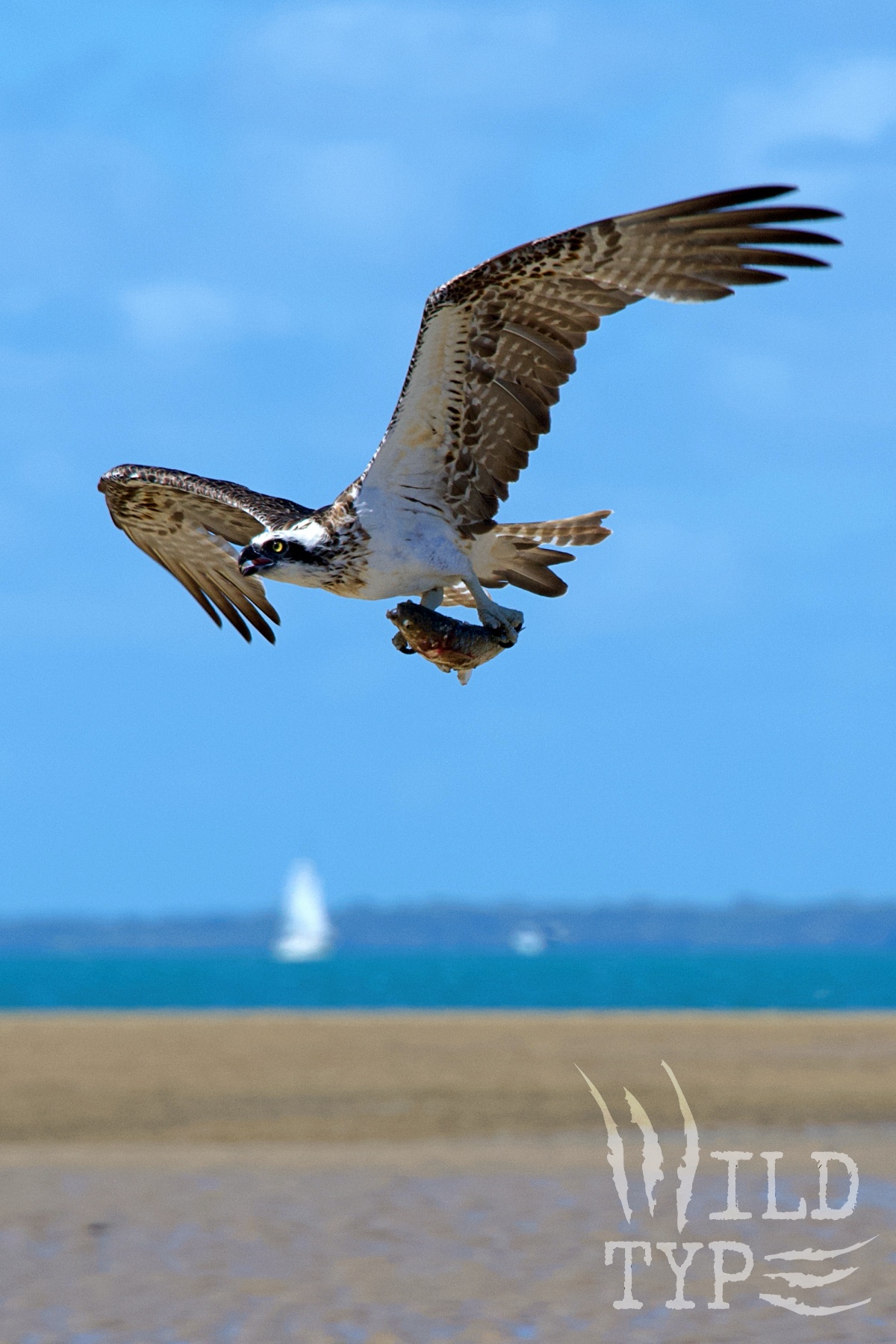 An osprey flies across a beach with a large fish in its talons, heading toward the viewer. Fierce eyes flash, and its beak is slightly open in a triumphant expression. In the background, a soft-focused sailboat cruises on blue water.