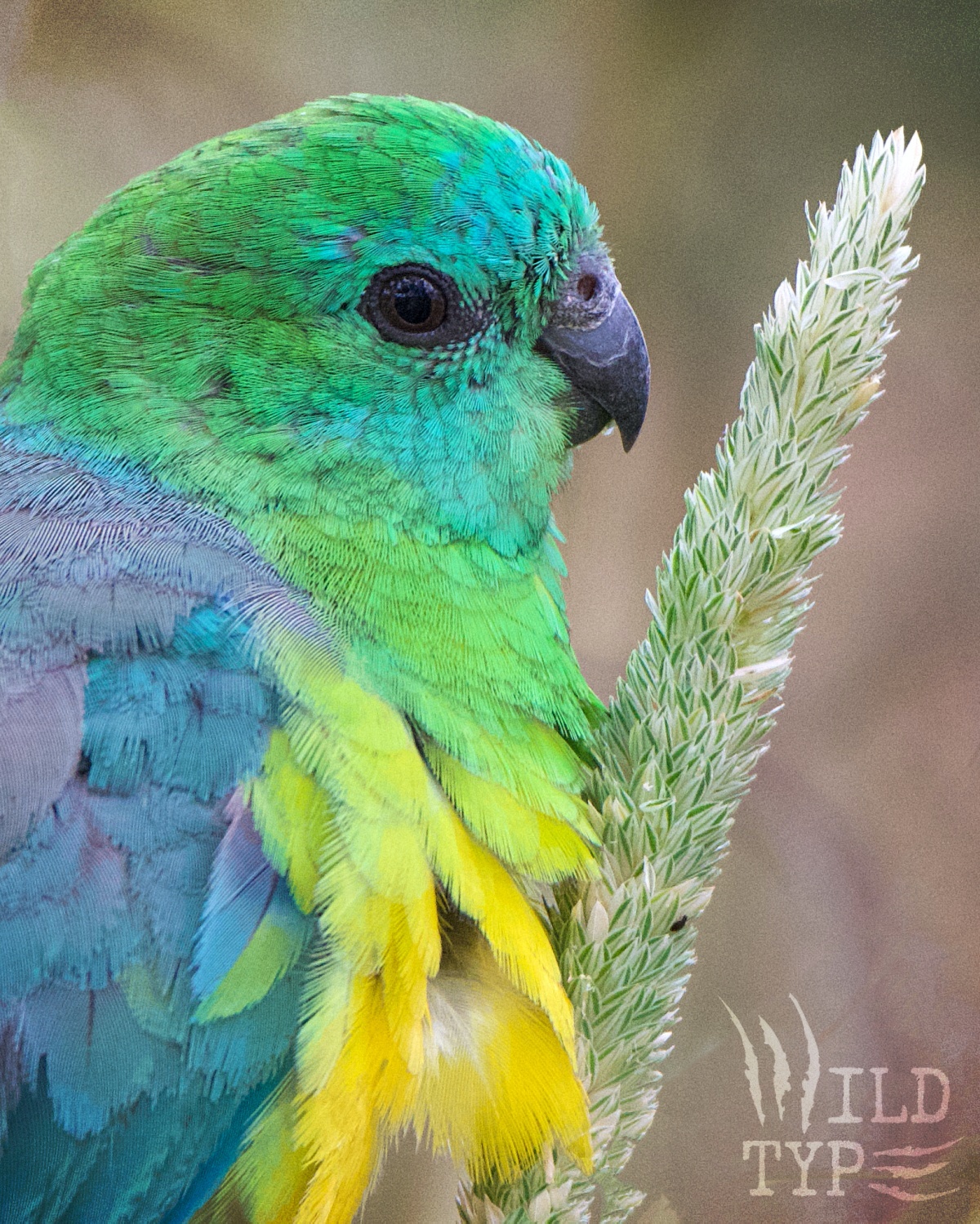 Close-up of a male red-rumped parrot, capturing the detail of his feathers, which shift color from aqua around the beak and face to lime-green on his head, blue and lavender on his back, and a banana-yellow chest. He holds a seedy grass head close to his beak, ready to nibble.