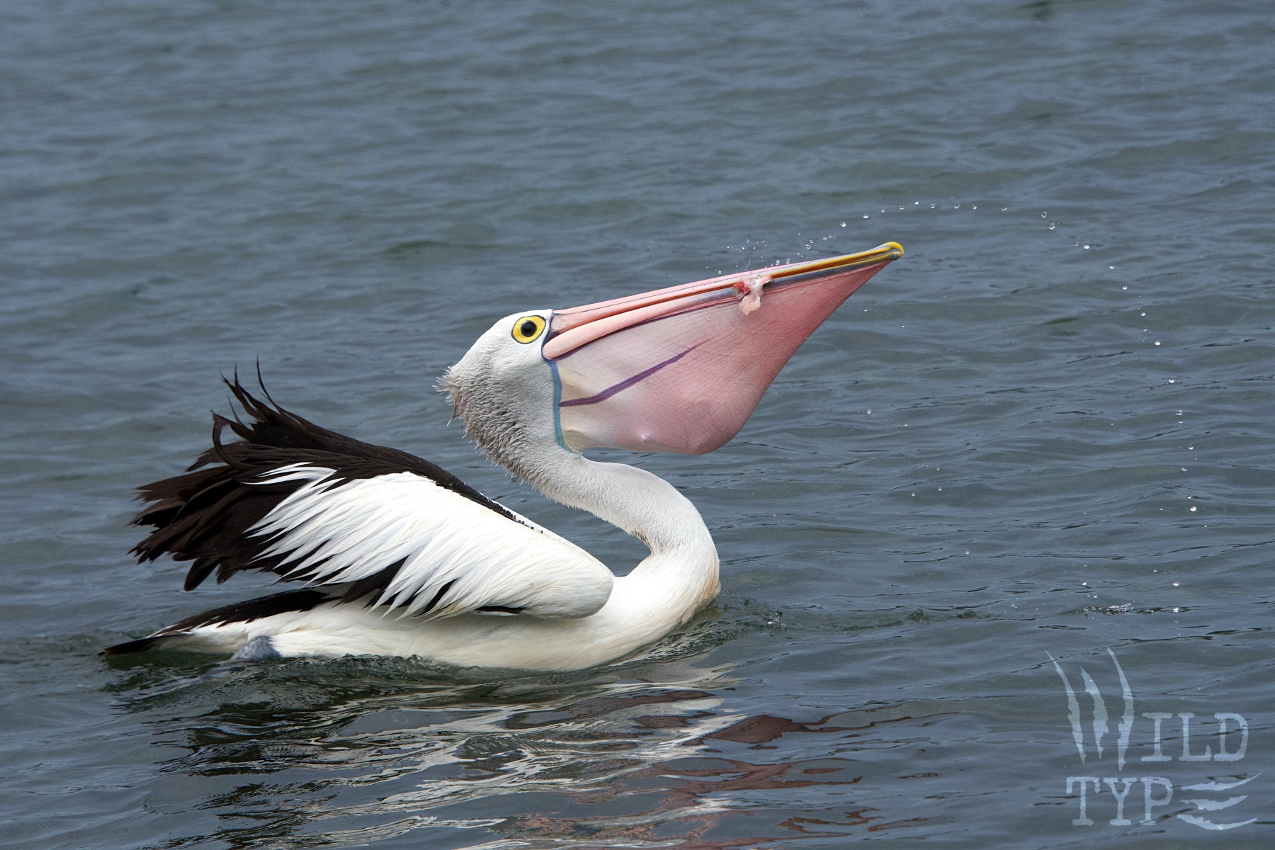 A smug-looking Australian pelican swims with its black-and-white wings slightly uplisted. Fish scraps, so freshly scooped that there's a silver arc of water beads hanngin in midair, distend its pouch and dangle from the sides of its bill.