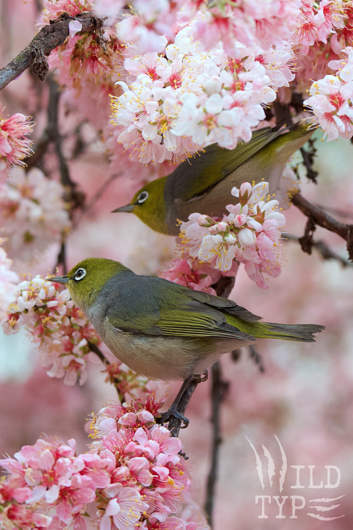 Two saffron-and-grey silvereye birds perch among a shrub's pink blosoms.