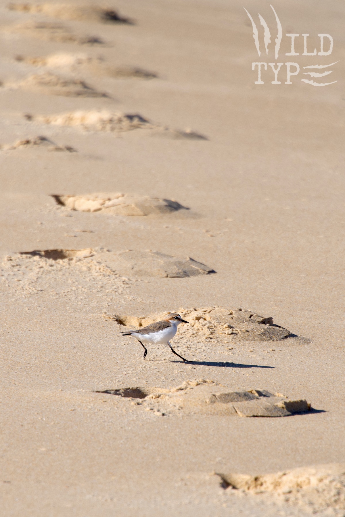 A red-capped plover darts between heavy footprints in the sand, each one wide enough to swallow the tiny bird.