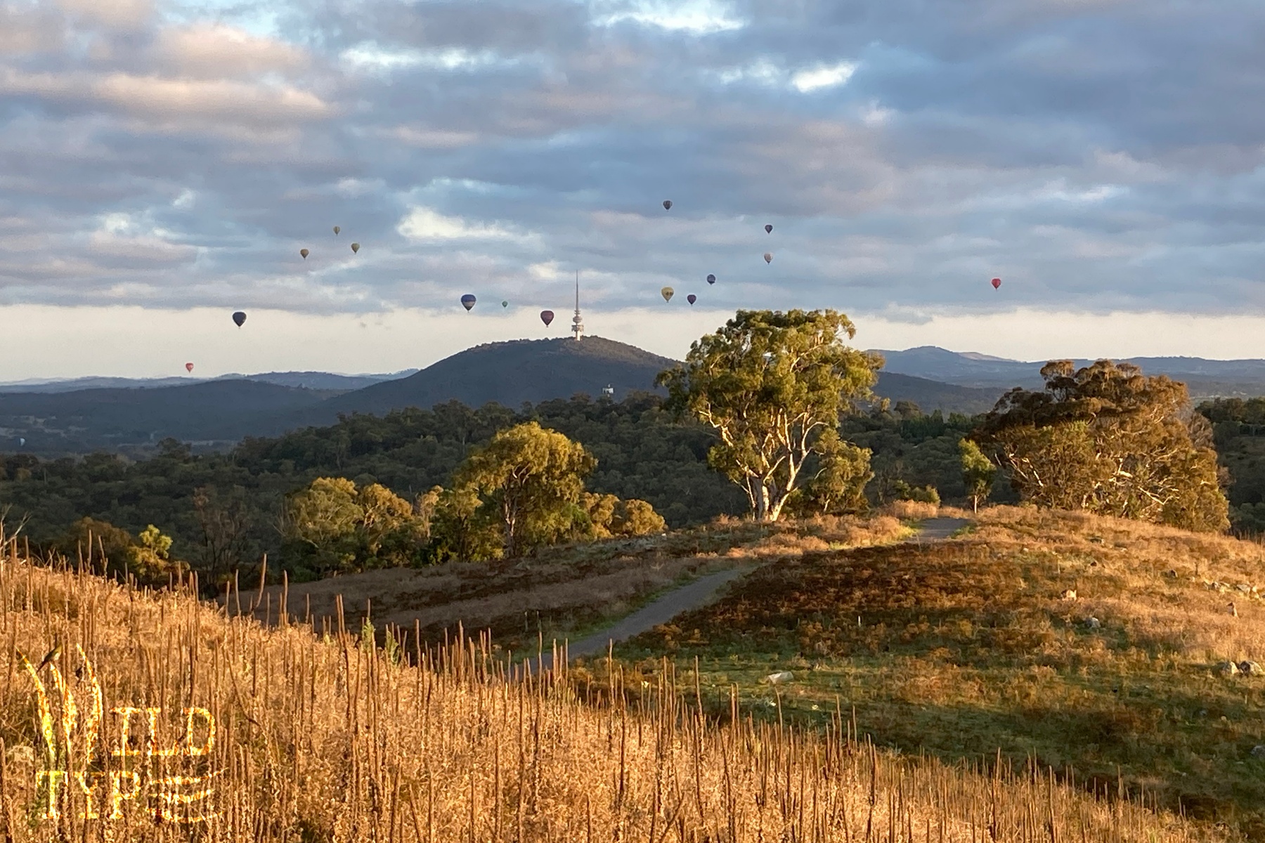 Hot air balloons cluster around distant Telstra Tower, drops of color against blue and pink clouds. Hilly bush land and trees, warmed with sunrise, create golden waves across the foreground.
