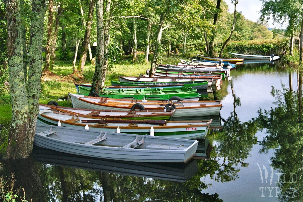 A line of wooden rowboats, accented in different colors of green and brown paint, nestle beneath lichen-robed trees along a riverbank.