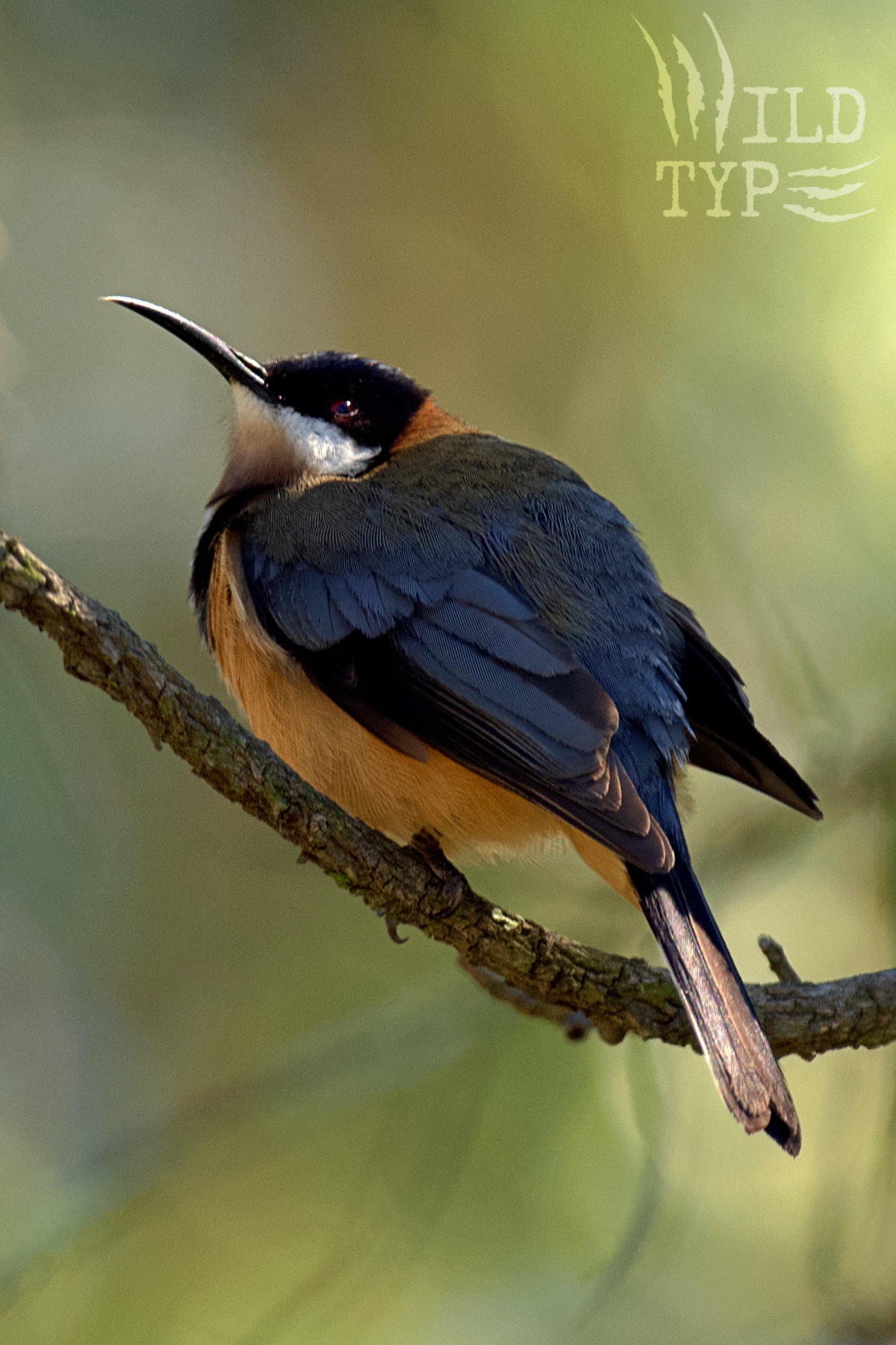 A male eastern spinebill in full glory: rusty breast, slate-blue back and wings, white throat, and gleaming brown eye, perched against a lush bokeh background of pale olive-green.