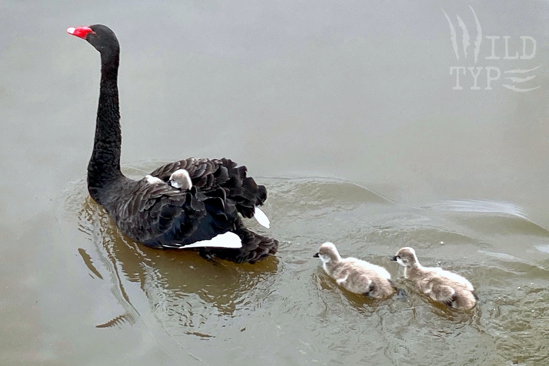 A black swan sails elegantly off with a cygnet nestled between its wings. Two fuzzy grey siblings paddle in their parent's wake, trying to catch up with their ride.