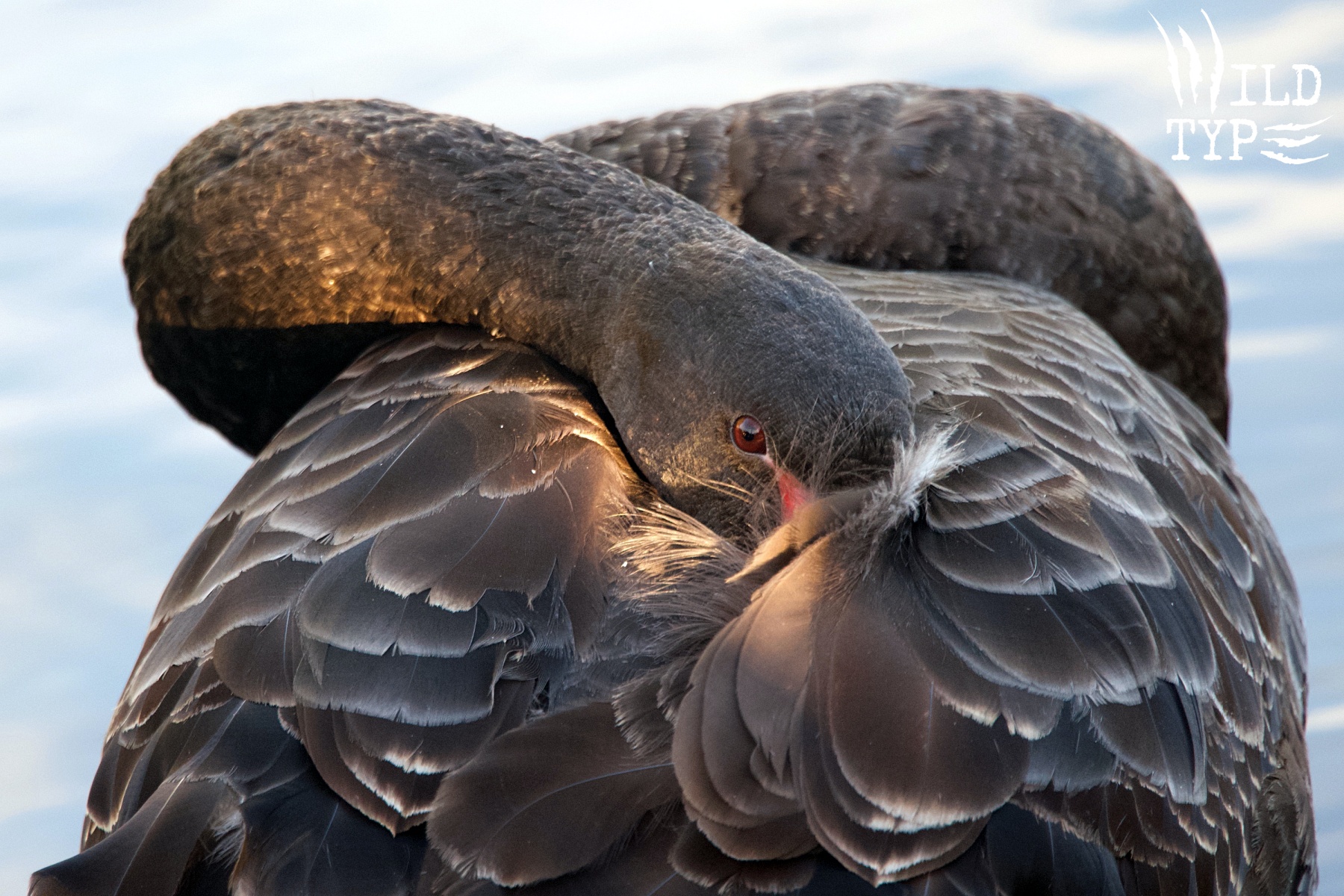 A black swan, seen from the back. Its neck bends around in almost a figure eight toward the viewer to tuck beak beneath wing. A bright garnet eye gazes out from a tuft of down.