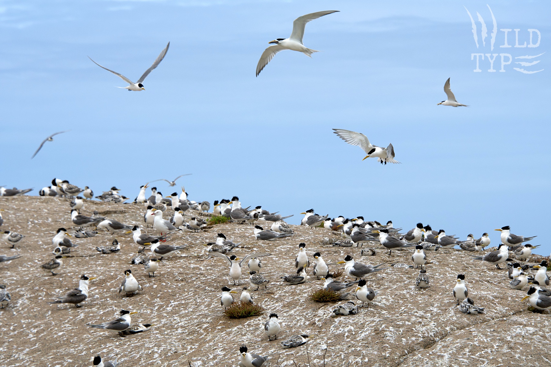 Dozens of crested terns, adults and their chicks, cluster on grey rock streaked white with guano. Overhead, five more terns swoop against the pale blue sky.