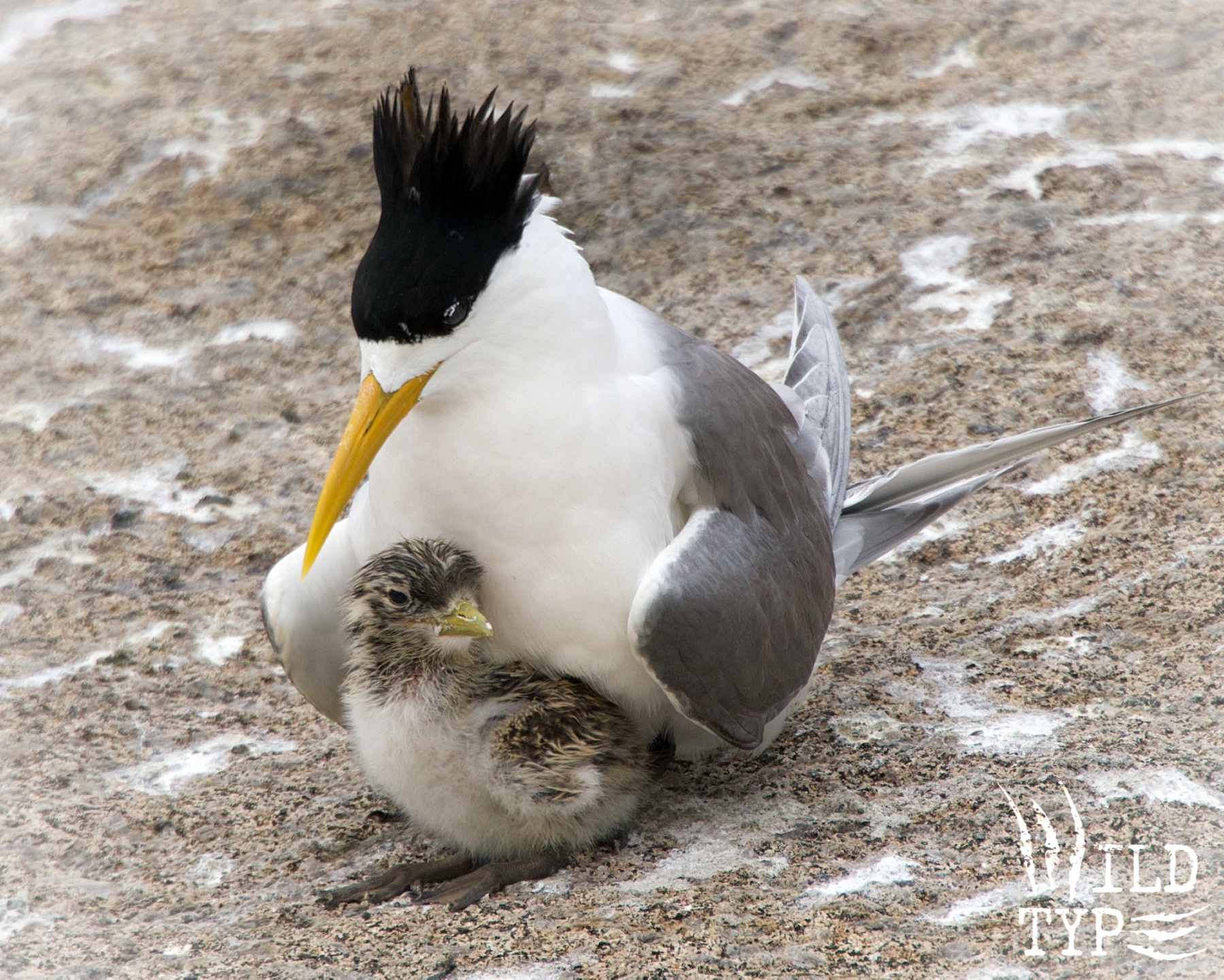 A crested tern chick huddles under its parent's white breast. The parent bows its yellow beak over the chick and flanks it with half-folded wings, creating a protective enclosure for its young one.