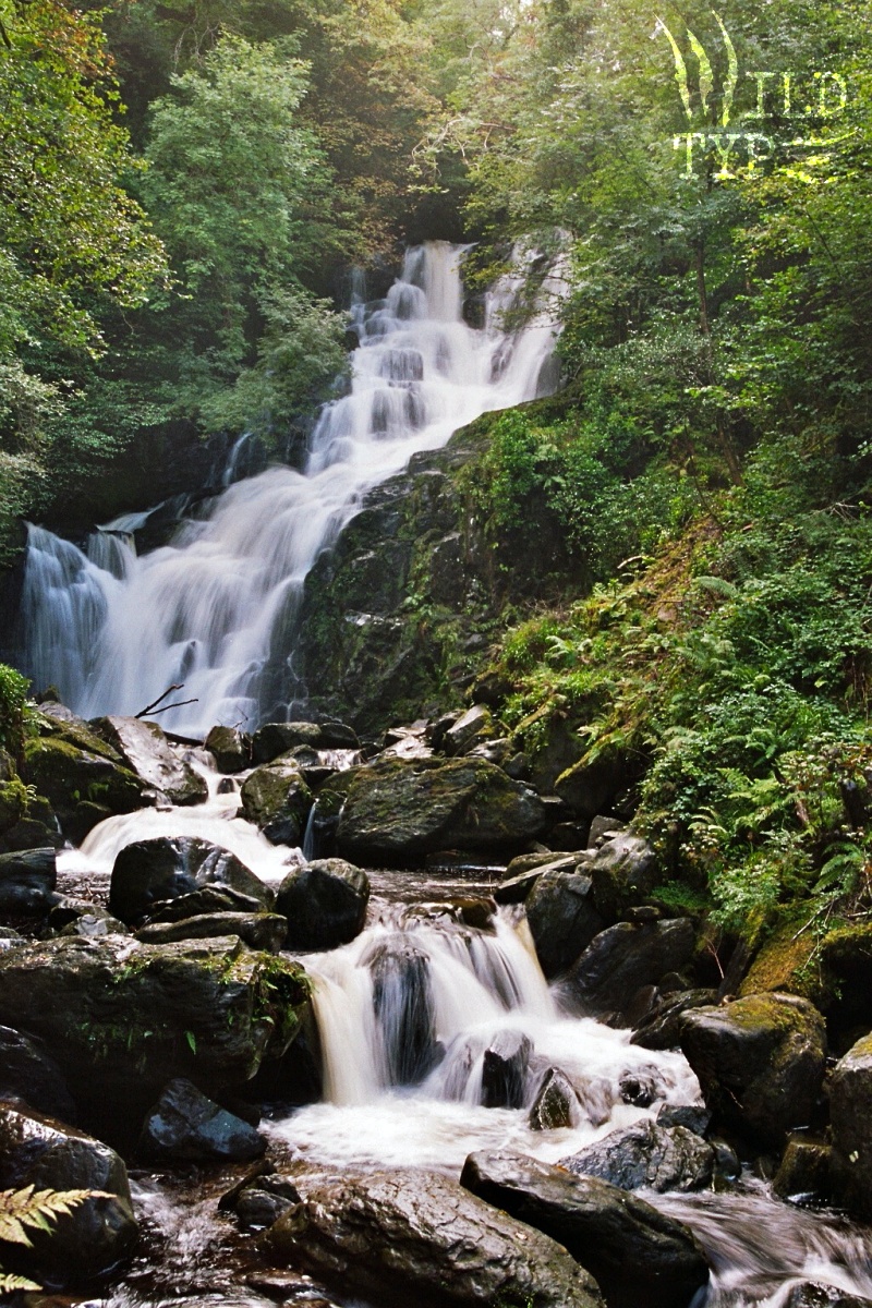 A forest waterfall pours down slick dark stone in countless small tiers. Lush greenery fringes the cascade.