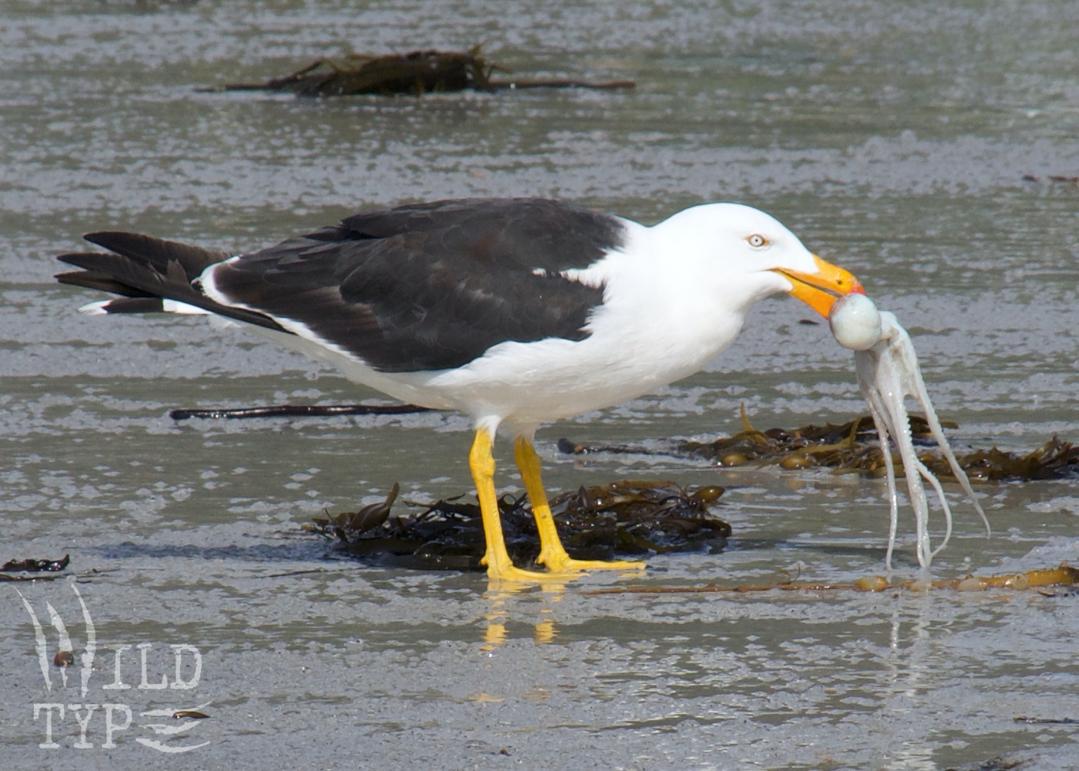 A pacific gull stands on a glistening sandbar, with a small octopus dangling from its orange bill.