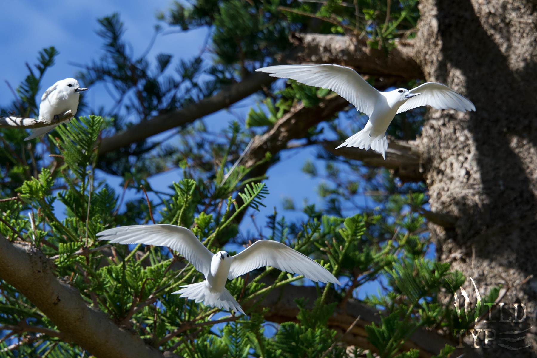 A pair of white terns hover in front of their fledgling chick, who sits moodily in a pine tree and shows no interest in the demonstration.