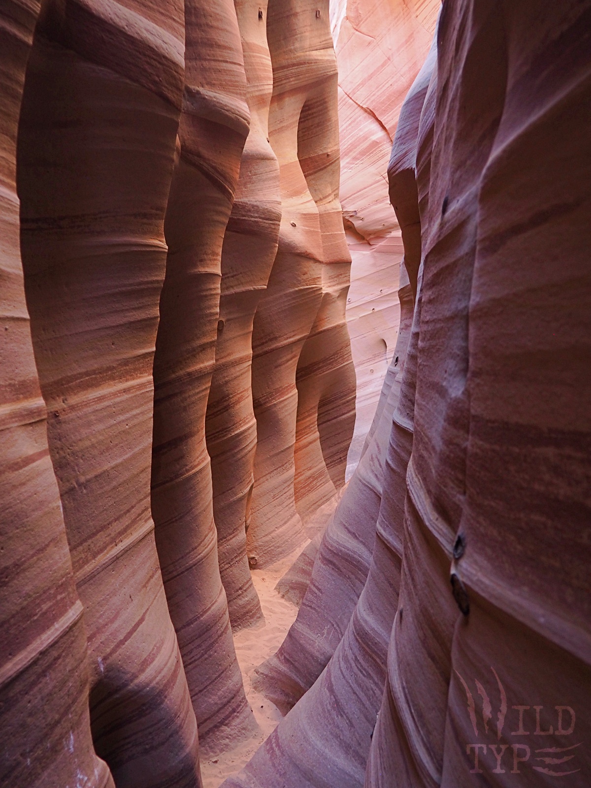 A slot canyon ripples like rocky ribbon candy, striped in shades of pink and brown,