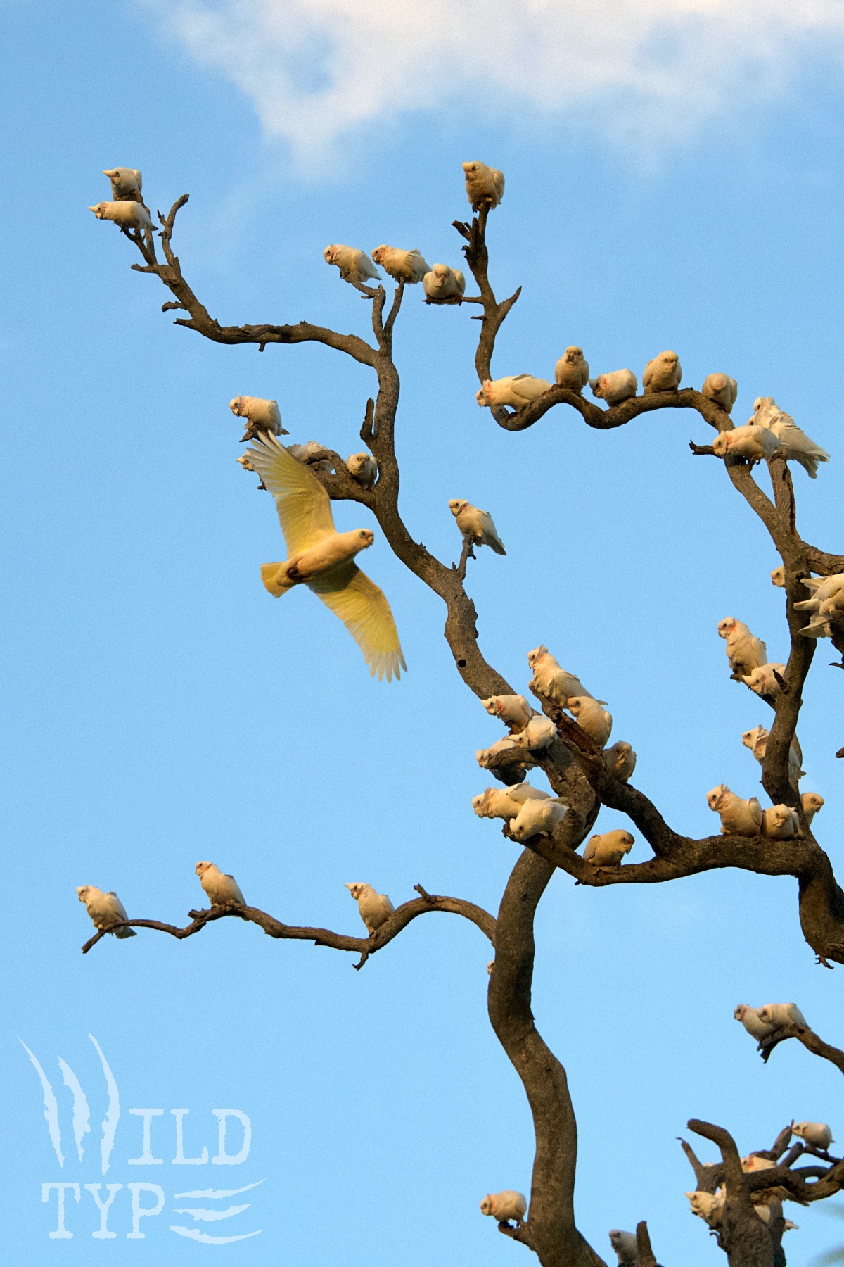 A corella flies past branches adorned with dozens of its perched fellows.