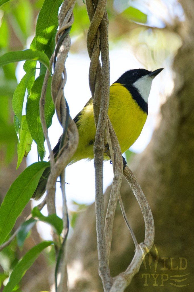 A golden whistler--a songbird with vibrant yellow belly, black cap, and white throat--hangs on a vertical vine.