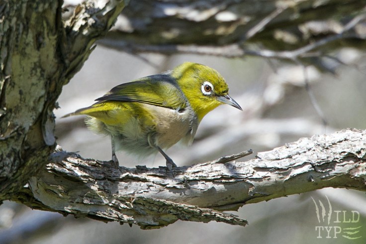 A silvereye--a small olive and yellow bird with a striking white ring around its eye--glances back furtively amid a tangle of grey branches.