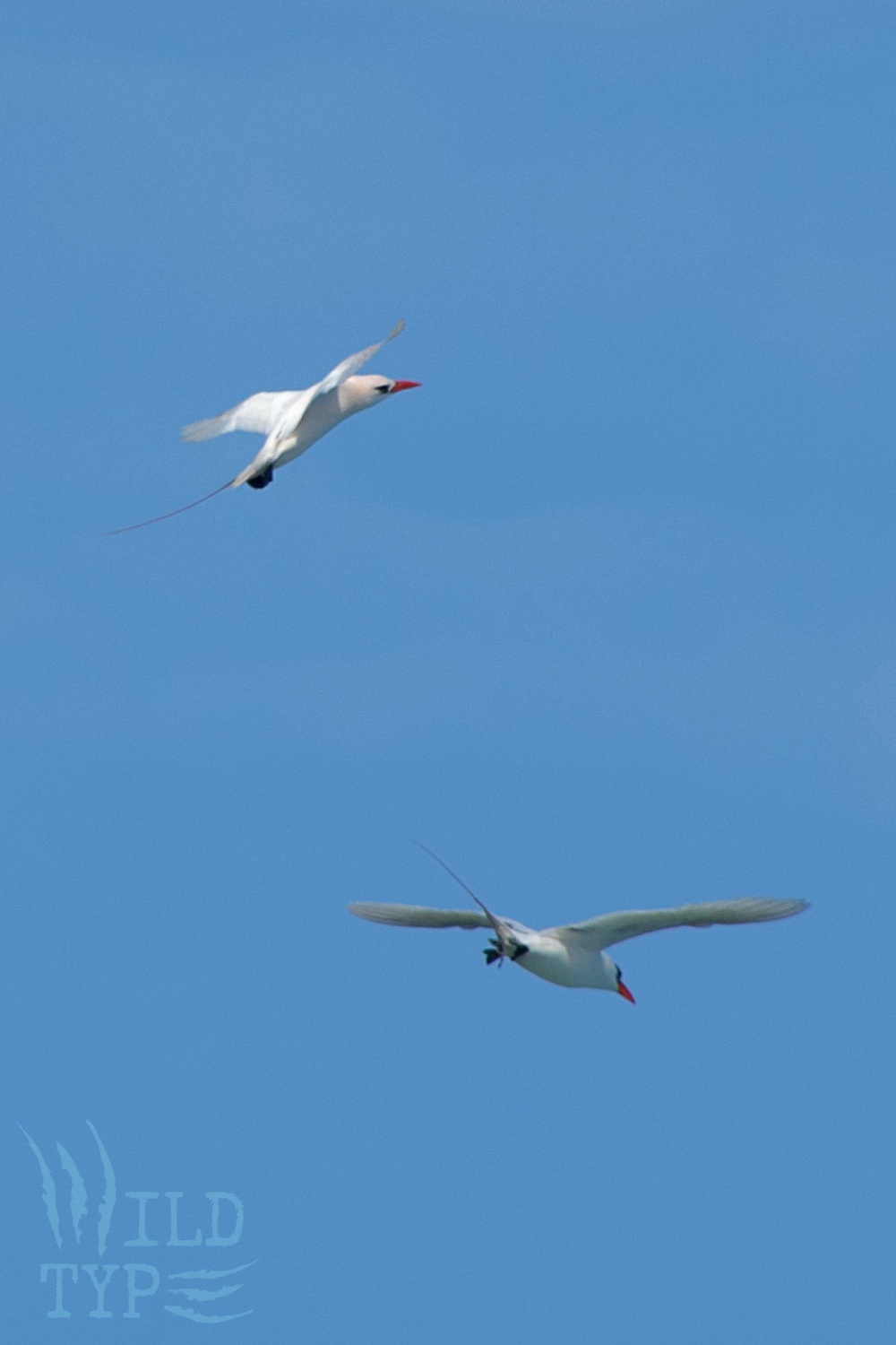 A pair of red-tailed tropicbirds swoops around one another in a courtship dance against blue sky.