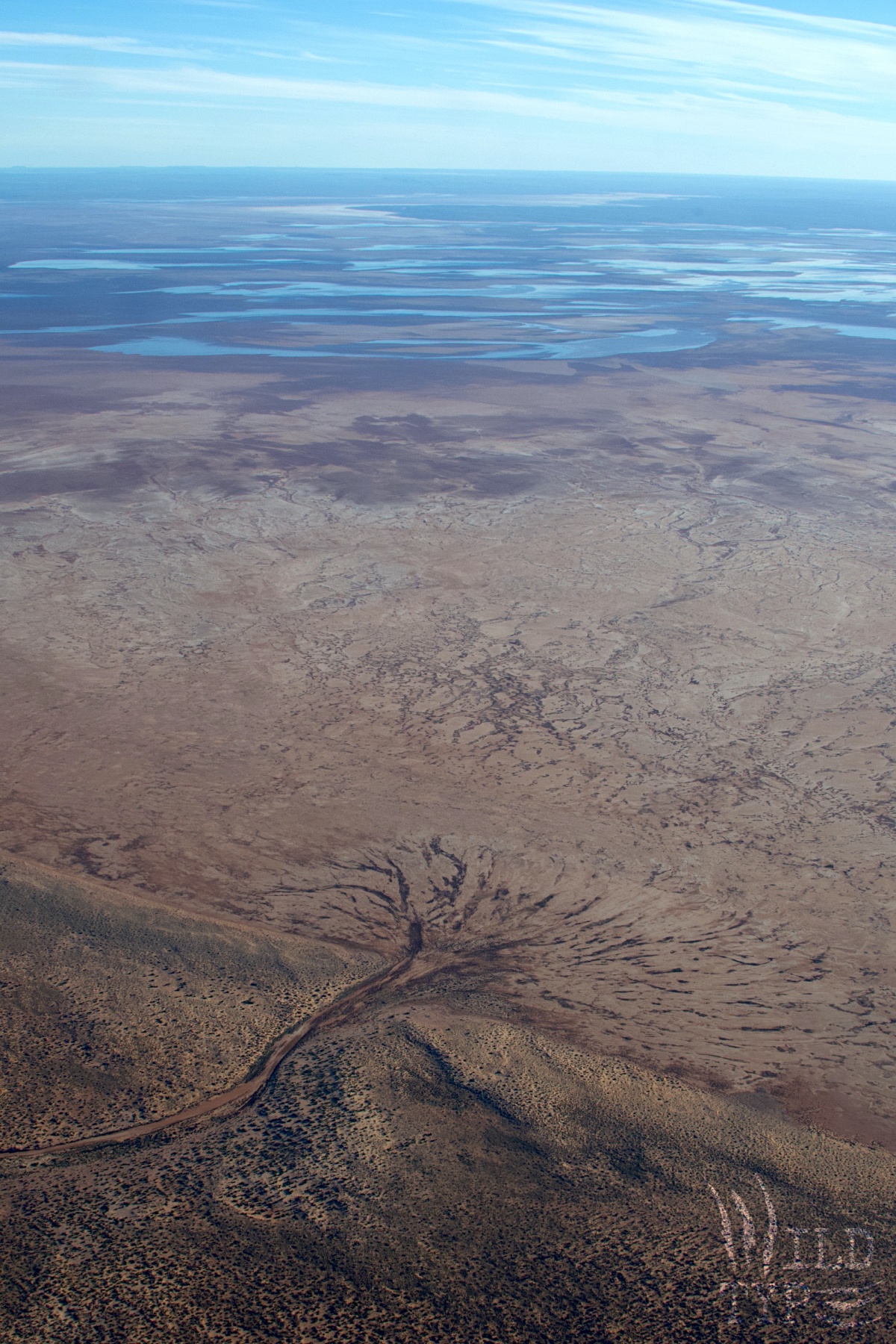 An aerial view of Lake Torrens in South Australia. A dry alluvial wash shaped like a tree reaches across the bare dust toward distand puddles of salty blue water.