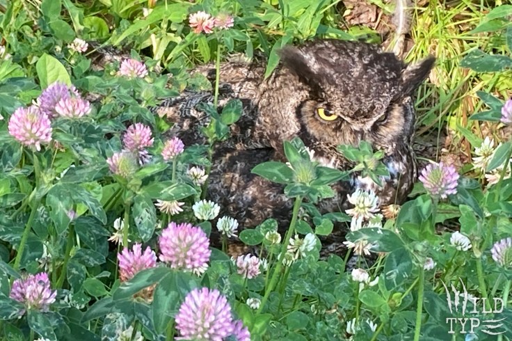 A great horned owl peers up from a green patch of clover, vivid yellow eyes blazing through the pink blossoms.