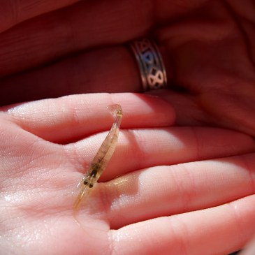 An older woman's hand supports a young girl's, which cradles a small translucent shrimp.
