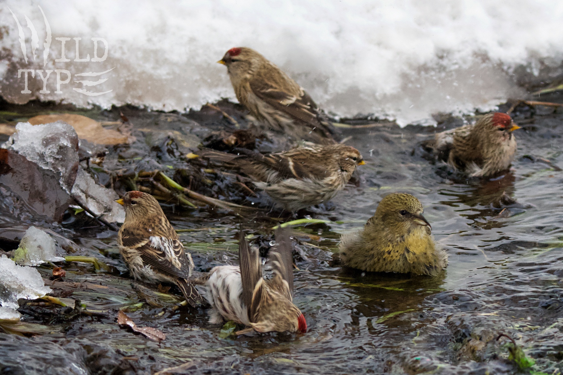 Six birds--five Common Redpolls and a female White-Winged Crossbill--bathe in an ice-fringed creek. One of the Redpolls dunks its head into the water, while the Crossbill fluffs out her saffron feathers.