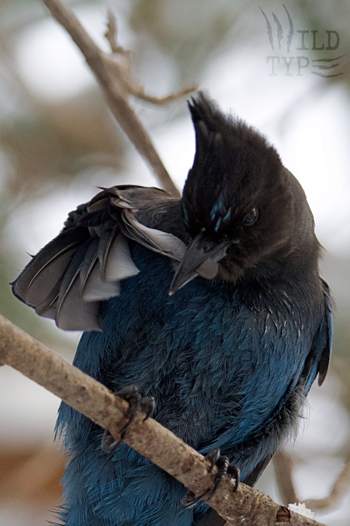 A Western Blue Jay preens on a branch. It's caught in action with a wing feather in its beak, zipping it back into alignment.